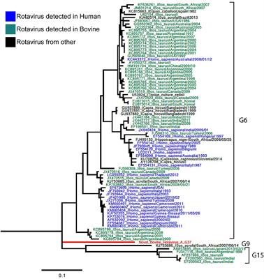 Genetic Characterization of a Novel Bovine Rotavirus A G37P[52] Closely Related to Human Strains